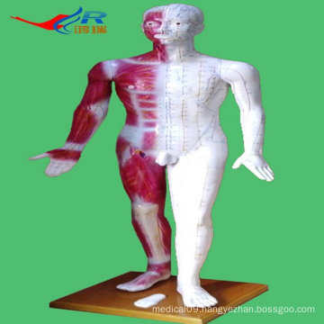 ISO Human Acupuncture Model(Male)178CM,14 Channel, HR-501